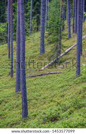 tree trunk wall in the green forest in summer. green forest bed