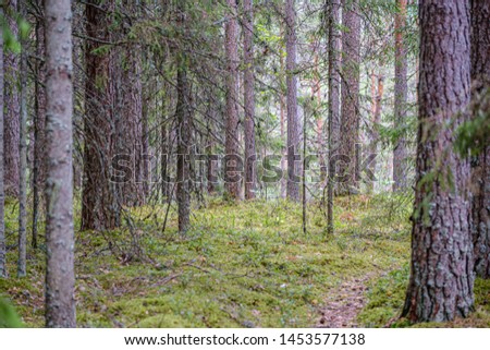 tree trunk wall in the green forest in summer. green forest bed