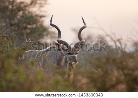 greater kudu, tragelaphus strepsiceros, Kruger national park