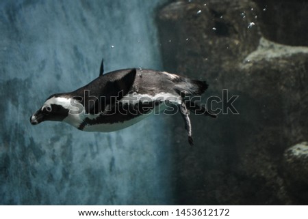 Penguin diving under the water