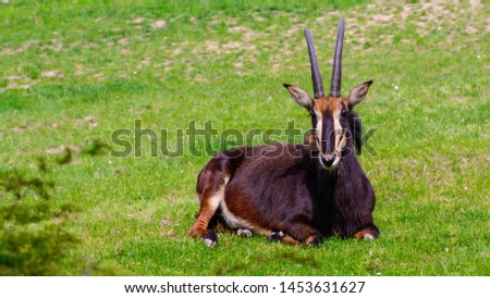 Sable antelope (Hippotragus niger, Antilopa Vrana) in the field on a bright sunny day in natural habitat