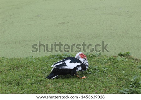 black and white duck, resting on the very green grass, next to a lake also green