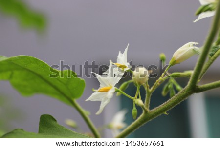Close up of white solanum flower plant on a sunny day