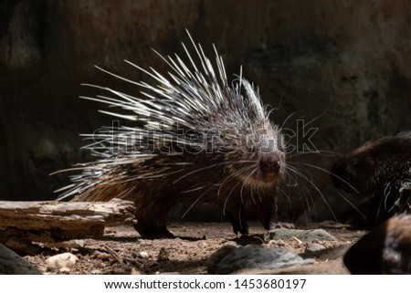 The different actions of the malayan porcupine during the day