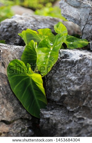 Bon leaves in the stone niche