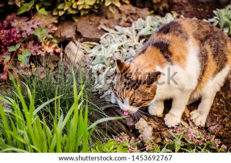 Three colored cat sitting in grass. Tricolor cat lick with tongue tasty . Calico cat sits in the garden and smacking her lips tongue out.