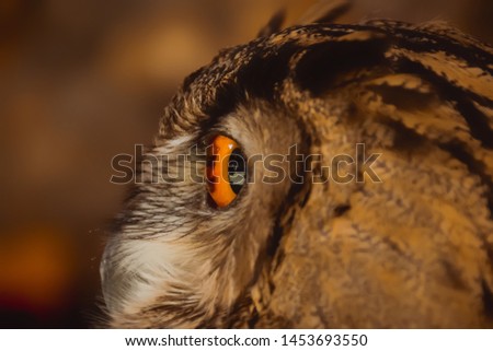 Owls,eye of brown owls background.