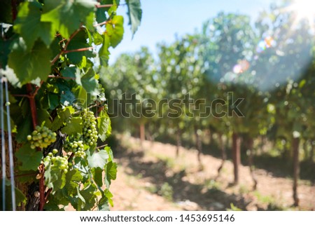 Grapes and grape shrubs in the beautiful sunny vineyard background