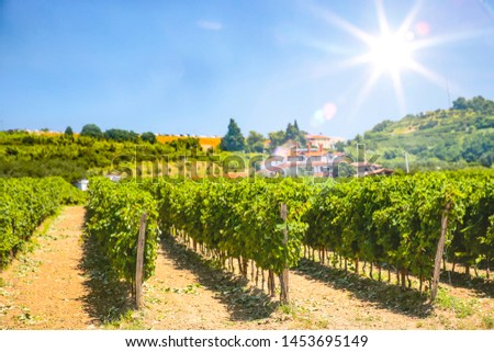 Grapes and grape shrubs in the beautiful sunny vineyard background