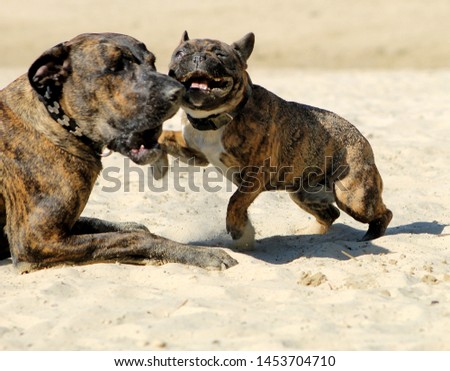 Two brindle dogs play in the sand on the beach. french bulldog and rhodesian ridgeback