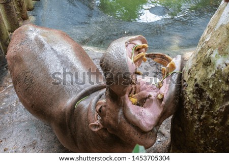 Hippopotamus, dangerous animals in the zoo in Thailand.