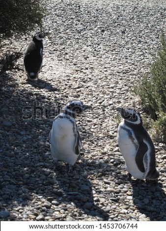 Magellanic penguins (Spheniscus magellanicus). - stock photo

Peninsula Valdes Animal Reserve, Peninsula Valdes, Chubut, Argentina, Patagonia, South America