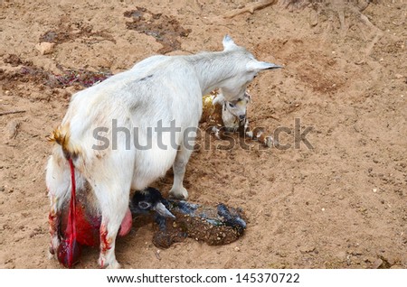 White goat with birth sack still hanging behind her has just delivered twin baby goats.  Bloody image but true-to-life.