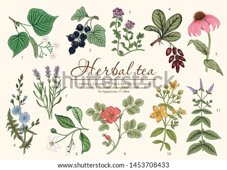Wild flowers. Herbal tea. Vector illustration. Royalty-Free Stock Photo #1453708433