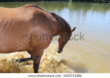 Pretty Bay Thoroughbred Mare Cooling off in her Spring Fed Pond on a Hot Summer Day