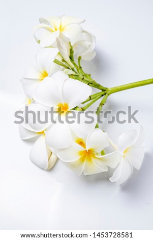 Close up plumeria flowers on white background