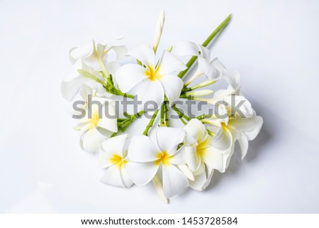 Plumeria flowers panicle on white background