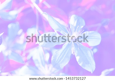 Beautiful flowers blooming in garden. A picturesque colorful artistic image with a soft focus. - Image
