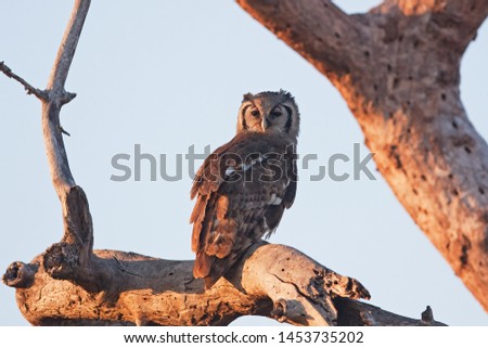 Verreaux's eagle owl, milky eagle owl, giant eagle owl, bubo lacteus, South Africa, Kruger National park