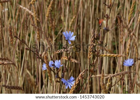 Chicory among wheat ears in a field