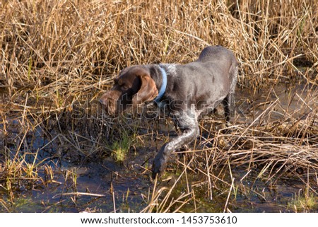 A hunting dog carries a duck out of the water. Portrait of a german penguin while hunting