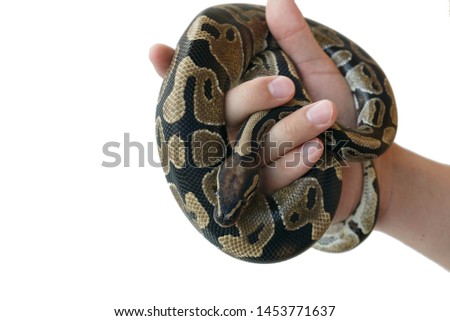 The image of the royal or ball python on the hand of man. Close-up. Isolated.