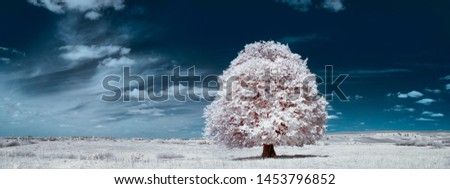 infrared photography. beautiful lonely tree in the sky many clouds.