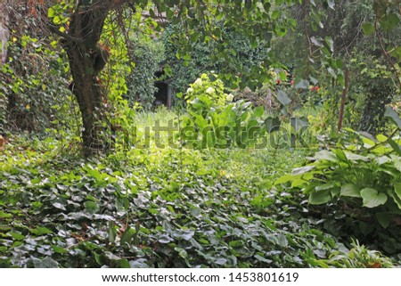 Abandoned, overgrown green garden with  ivy Royalty-Free Stock Photo #1453801619