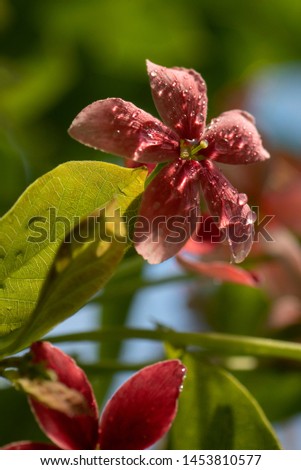 red ,pink flower ,Combretum indicum (Akar Dani, Drunken Sailor, Rangoon Creeper) bokeh background , shallow dept of field and soft focus process, natural background

