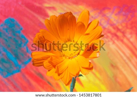Artistic view of a Calendula flower on a colourful painted background