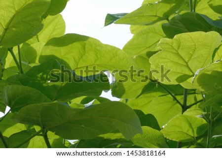 Canopy of green Catalpa plant leaves backlit by light on cloudy day