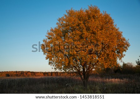  Beautiful autumn tree against the backdrop of the forest illuminated by the red sunset sun.