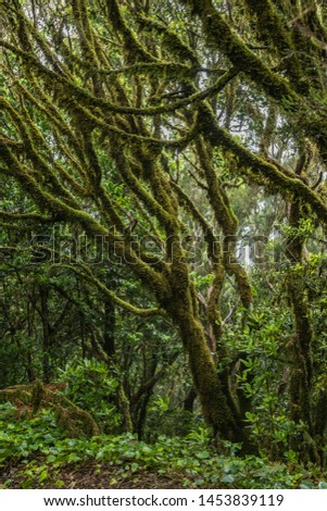 Relict forest on the slopes of the oldest mountain range of the island of Tenerife. Giant Laurels and Tree Heather along narrow winding paths. Paradise for hiking. Travel postcard. Canary Islands.