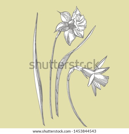 Daffodil or Narcissus flower drawings. Collection of hand drawn black and white daffodil. Hand Drawn Botanical Illustrations.