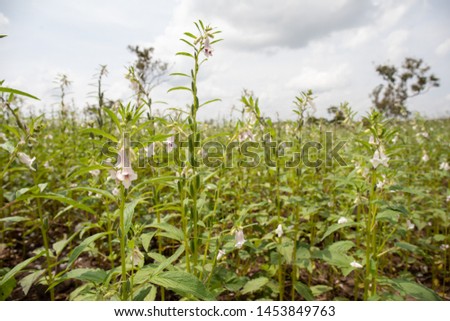 Sesame seed field in rural africa Royalty-Free Stock Photo #1453849763
