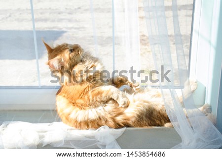 A young large red marble Maine coon cat sits in a strange pose on a white curtain at the window in sunlight and looks surprised
