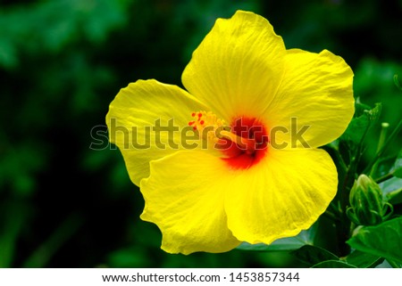 Close up view of a pretty hibiscus flower.