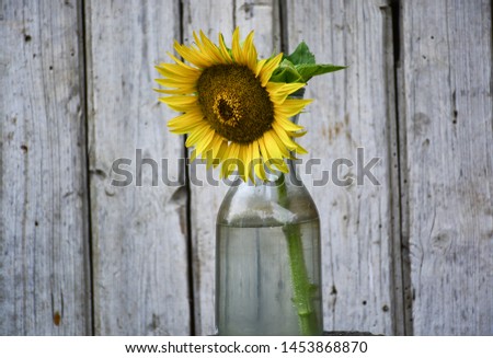 Beautiful sunflower in a glass bottle