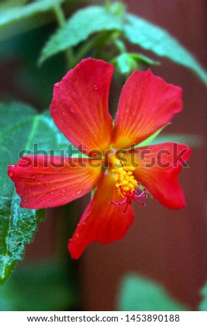 Vertical image of the bright red flower of red mallow (Pavonia missionum)