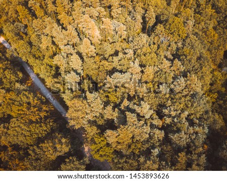 german forest photographed by drone in vintage colors