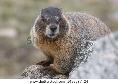 Yellow-bellied Marmot in the mountains of Colorado, USA.