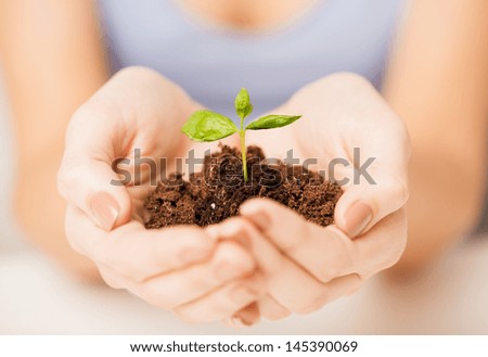 picture of woman hands with green sprout and ground Royalty-Free Stock Photo #145390069