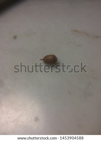 A little acorn on the marble surface.