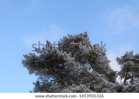 The branches in the frost frame the sky on which the bird flies