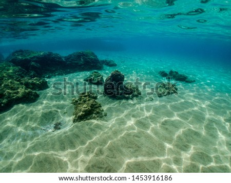 Underwater photography in Canary Islands. Colorful underwater photography
