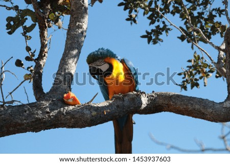 Arara de Peito Amarelo - Parrot