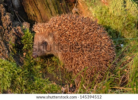 Hedgehog in the forest.