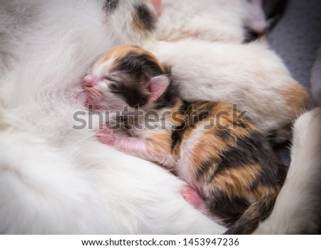 red black tiny newborn kitten suck his mother, closeup