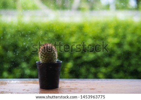 The dry cactus spray by water and rain drop with natural green background 
