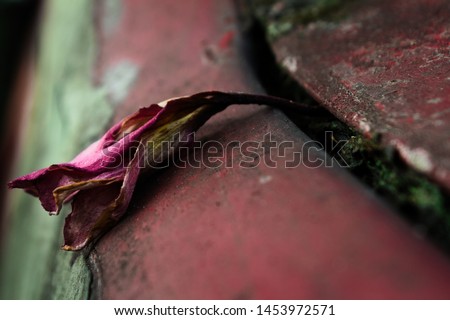 Dead flower in the rusty car trunk
